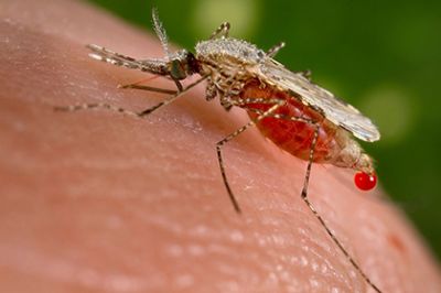 Разрешено применение генетически модифицированных комаров в качестве оружия